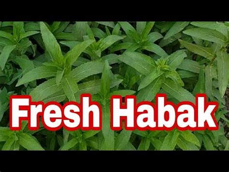 habak leaves